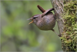 <p>STŘÍZLÍK OBECNÝ (Troglodytes troglodytes) ----- /Eurasian wren - Zaunköking/</p>